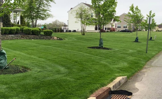 Lawn Care