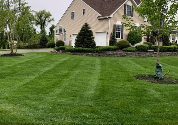Lawn Mowing