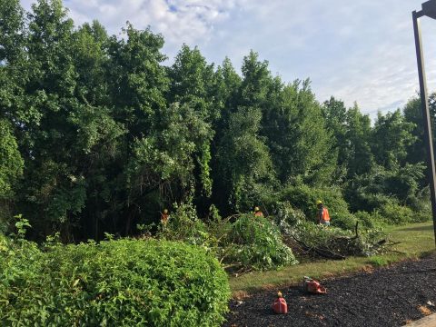 Land & Site Clearing at Industrial Site