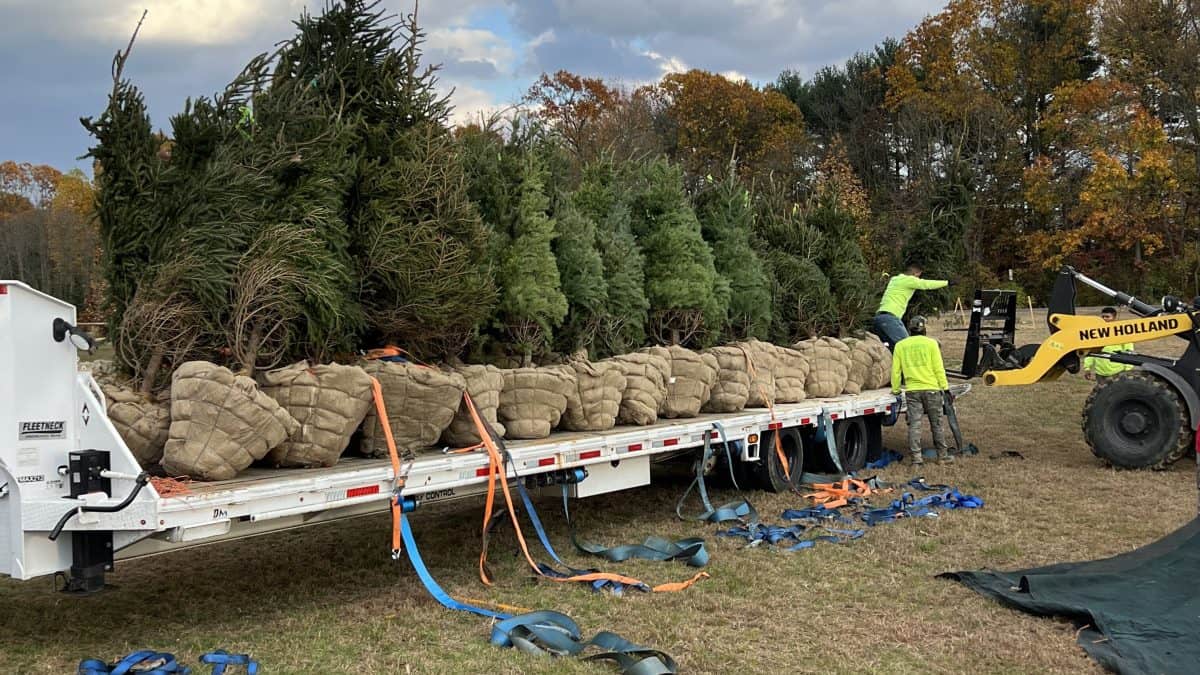 Tree Installation Woolwich NJ