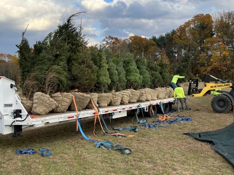 Tree Installation Woolwich NJ