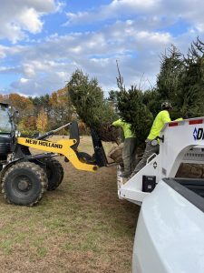 Tree Installation NJ